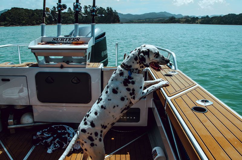 Un dalmatien pose ses pattes sur le bord d'un bateau et regarde la mer.