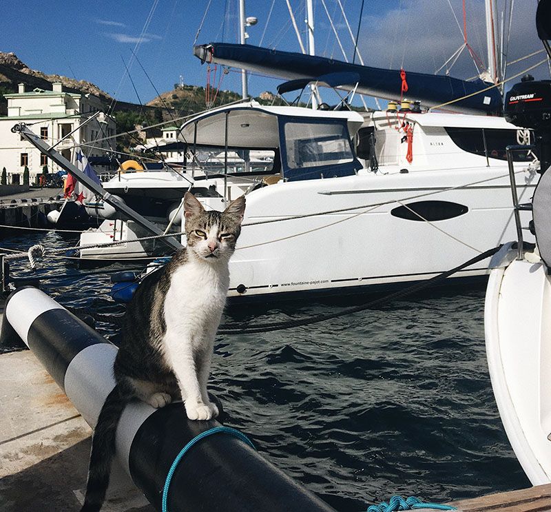 Chat assis sur le ponton regardant vers la caméra.