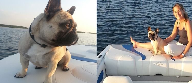un chien apprécie le temps passé sur le bateau