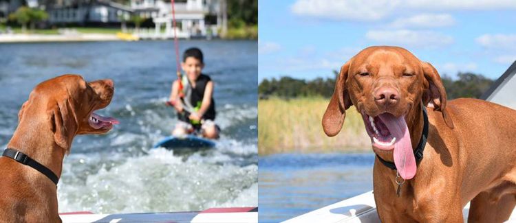 un chien monte sur un bateau pendant qu'un enfant fait du wakeboard