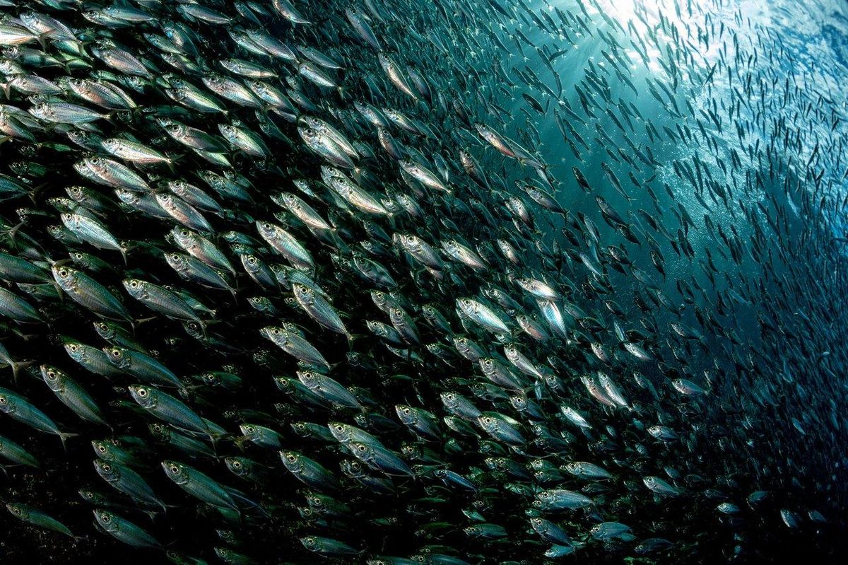 Carte des migrations saisonnières des poissons illustrée pour optimiser la lecture des fonds en pêche en eau douce.