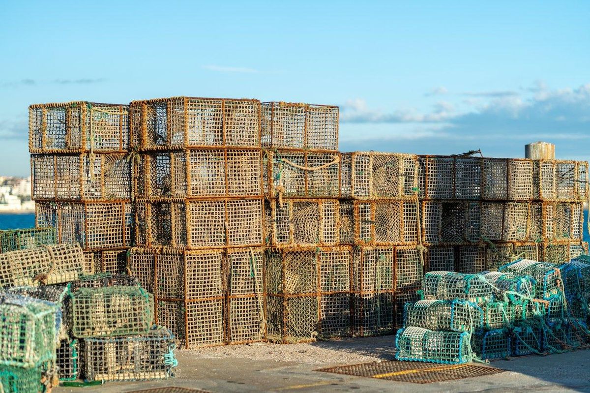 Contenants marins pour appâts vivants : seaux oxygénés, caisses à varech humide et boîtes.