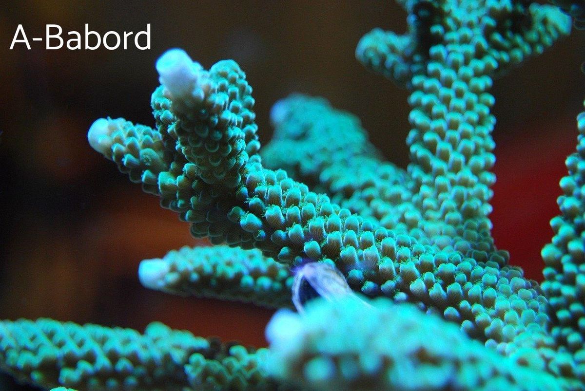 Coraux éclatants : évitez de les endommager en pratiquant le paddle responsable.