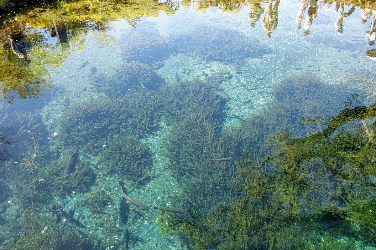 Foyers de reproduction en rivière avec fond sableux et végétation immergée, essentiels pour la biodiversité aquatique.
