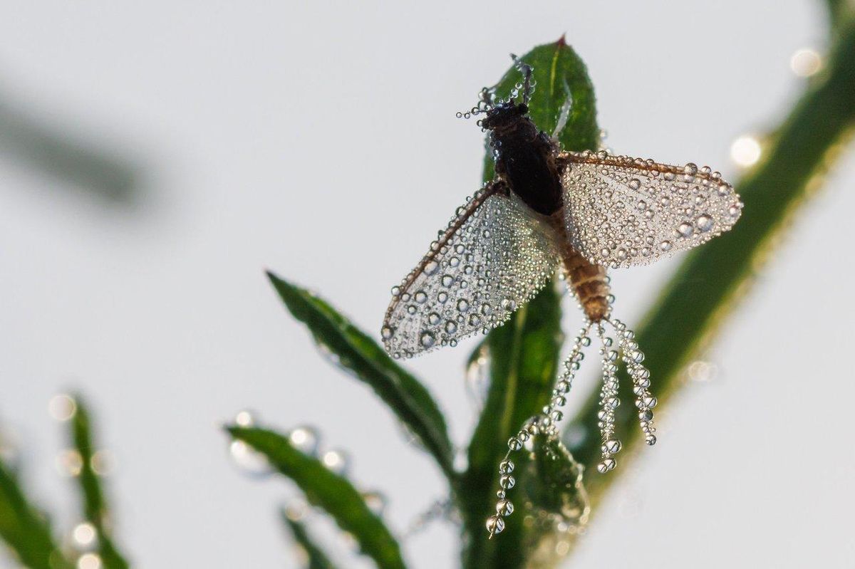 Imago de mayfly (Ephemeroptera) sur l’herbe, illustrant l’éclose pour la pêche en eau douce.
