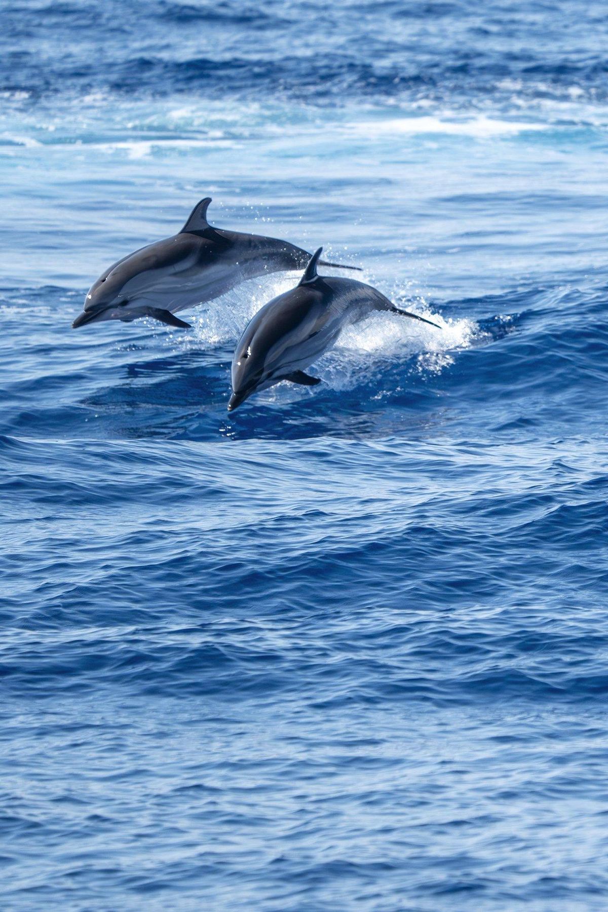 Observation en mer d'un dauphin nageant près d'un bateau lors d'une mission de dolphin boat observation.