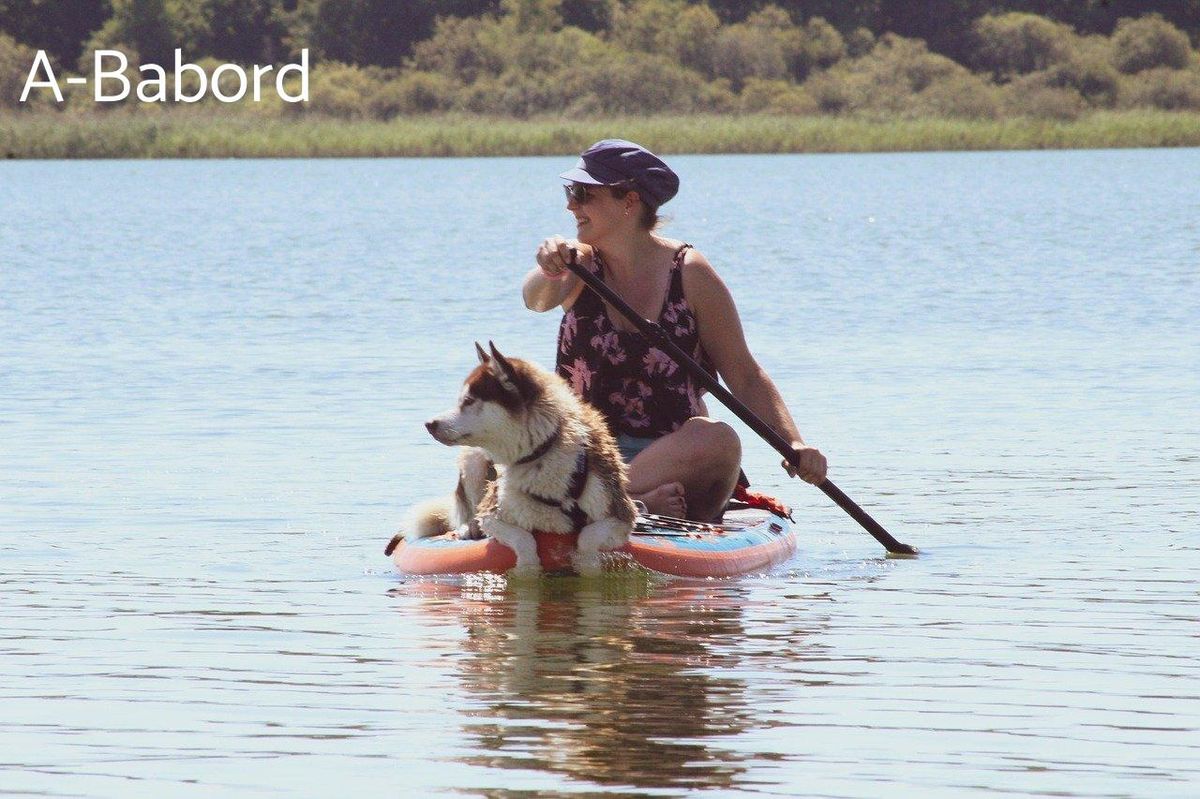 Paddle serein avec son chien : apprenez l'équilibre avant d'affronter les eaux vives.