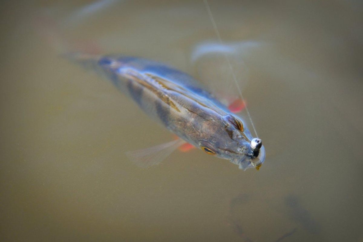 Pêche à la perche avec une canne drop shot et leurre souple dans un environnement lacustre paisible.