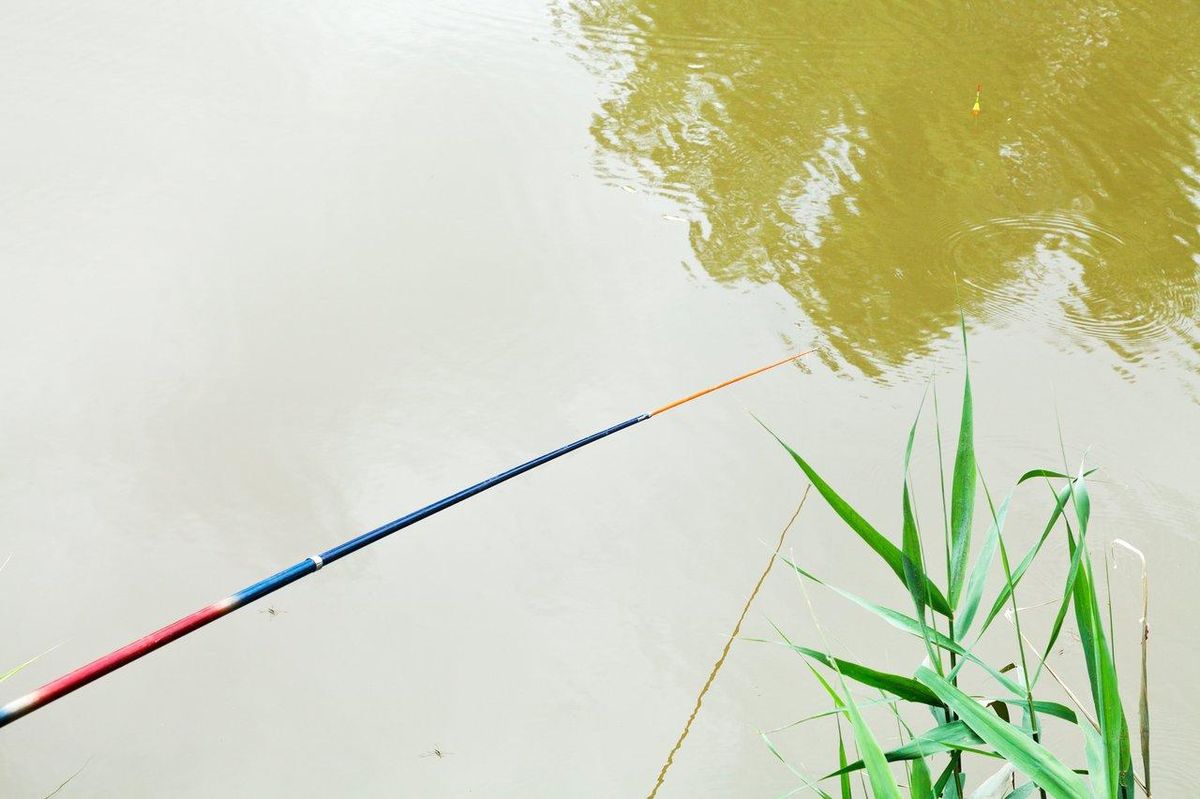 Pêche au coup avec une canne carbone équipée d'une coupelle Octapot Garbolino pour une précision optimale en pole fishing.