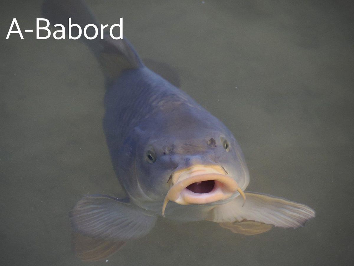 Pêcheur relâchant une grosse carpe sur un tapis de réception lors d'une session de pêche à la carpe en eau douce.