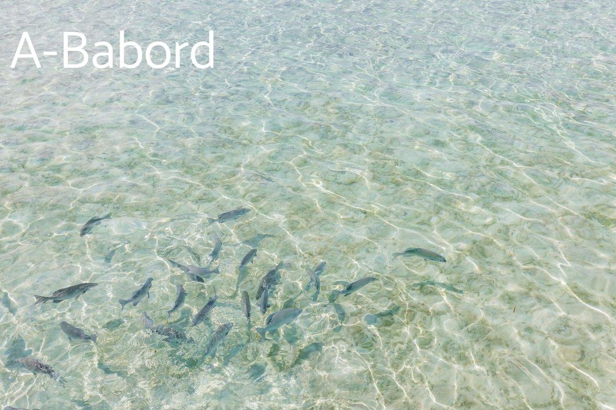 Poisson méditerranéen relâché avec précaution au bord d’une plage, dans une eau claire et peu profonde.