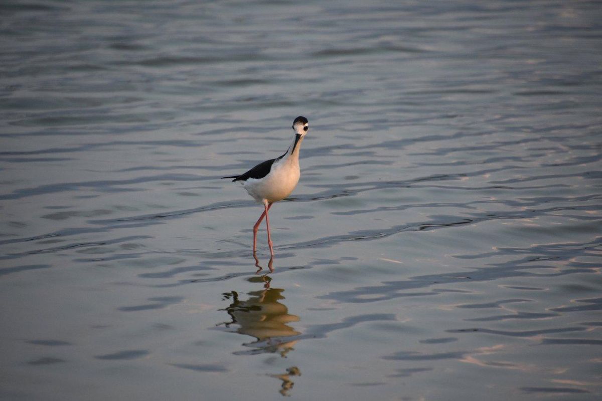 Pratiquant de longe-côte en zone littorale propre, illustrant l’éco coastal wading et la connexion avec la nature.