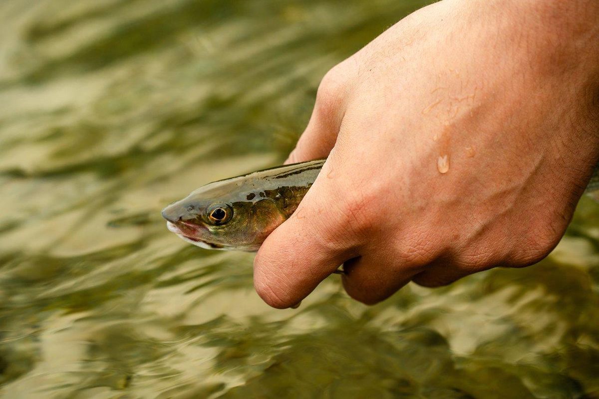Reproduction d’un geste de pêche durable : relâcher un poisson dans son habitat naturel pour préserver la vie aquatique.