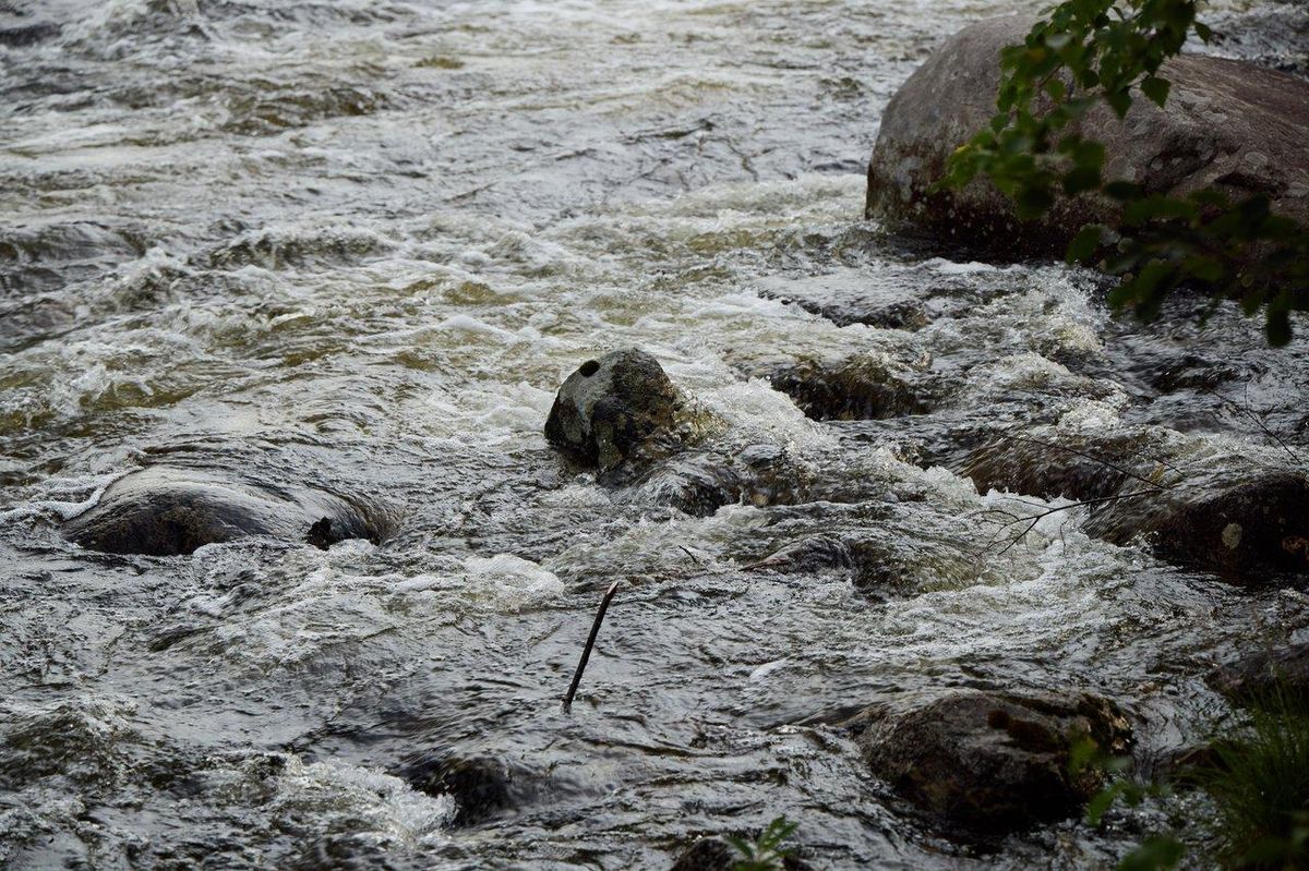 Rivière de printemps avec rapides et arbres en demi-submersion, idéale pour la pêche printanière.