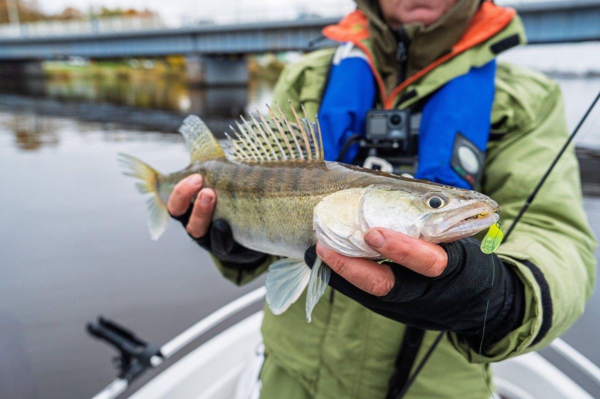 Setup de pêche au sandre en rivière lente, matériel complet pour une réussite optimale.