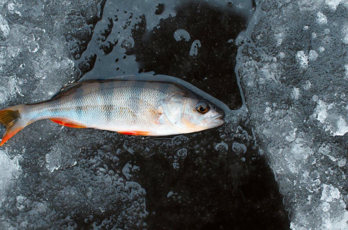 Tableau synthétique des espèces de poissons à cibler durant l’hiver 2025-2026 en France, illustrant le winter fish species chart.