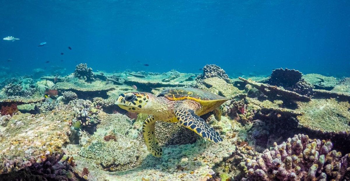 Tortue marine nageant parmi les coraux colorés lors d'une plongée snorkeling à Blue Bay, Maurice.