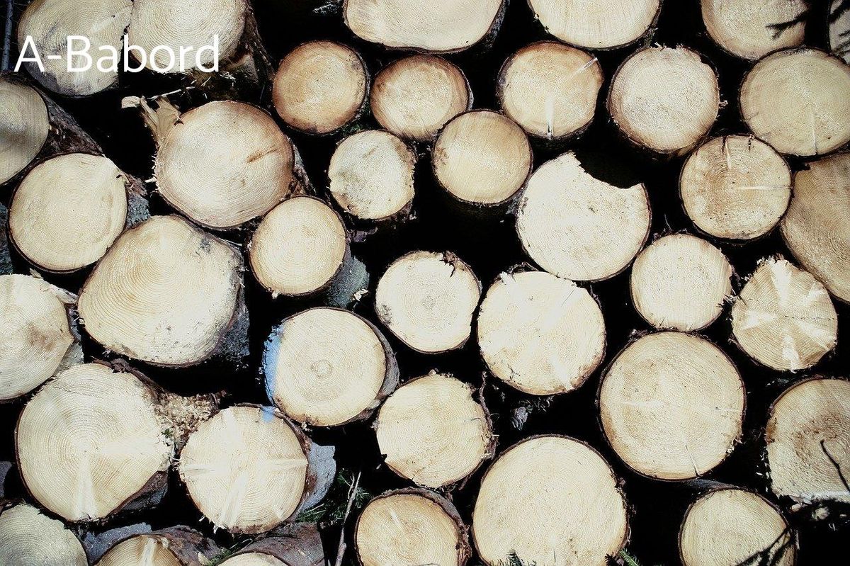 Troncs de bois: vers des planches de surf durables et écologiques.