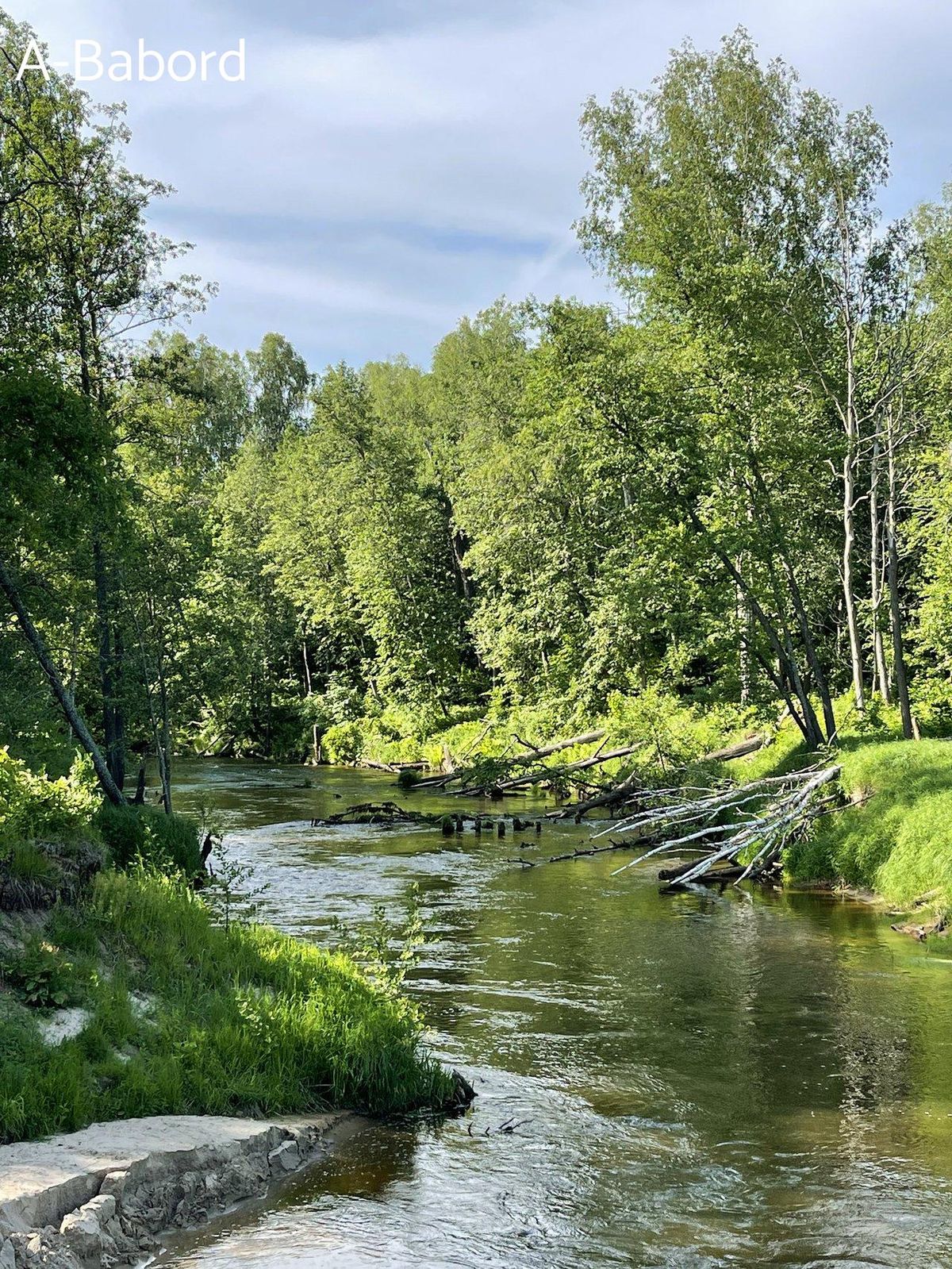 Truite dans une rivière de forêt en été, un environnement idéal pour la pêche en rivière.