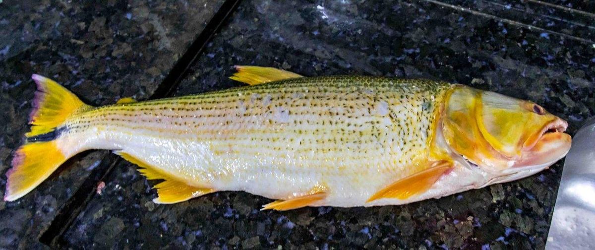 Un garde spécialisé contrôle la pêche en eau douce pour assurer le respect de la législation 2025.