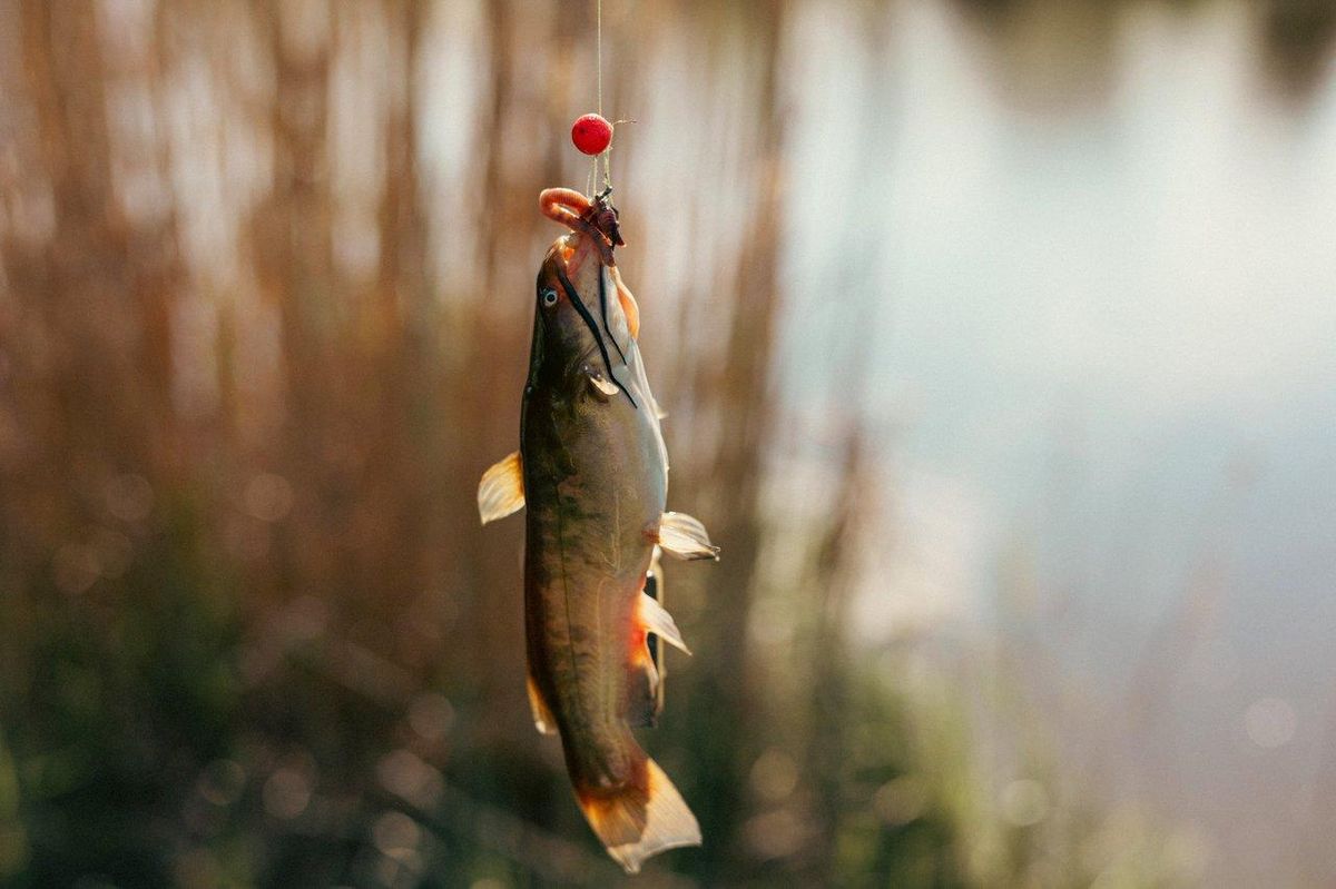 Un petit poisson d'eau douce attrapé avec un appât naturel, comme un vers, sur un lieu de pêche en rivière ou lac.