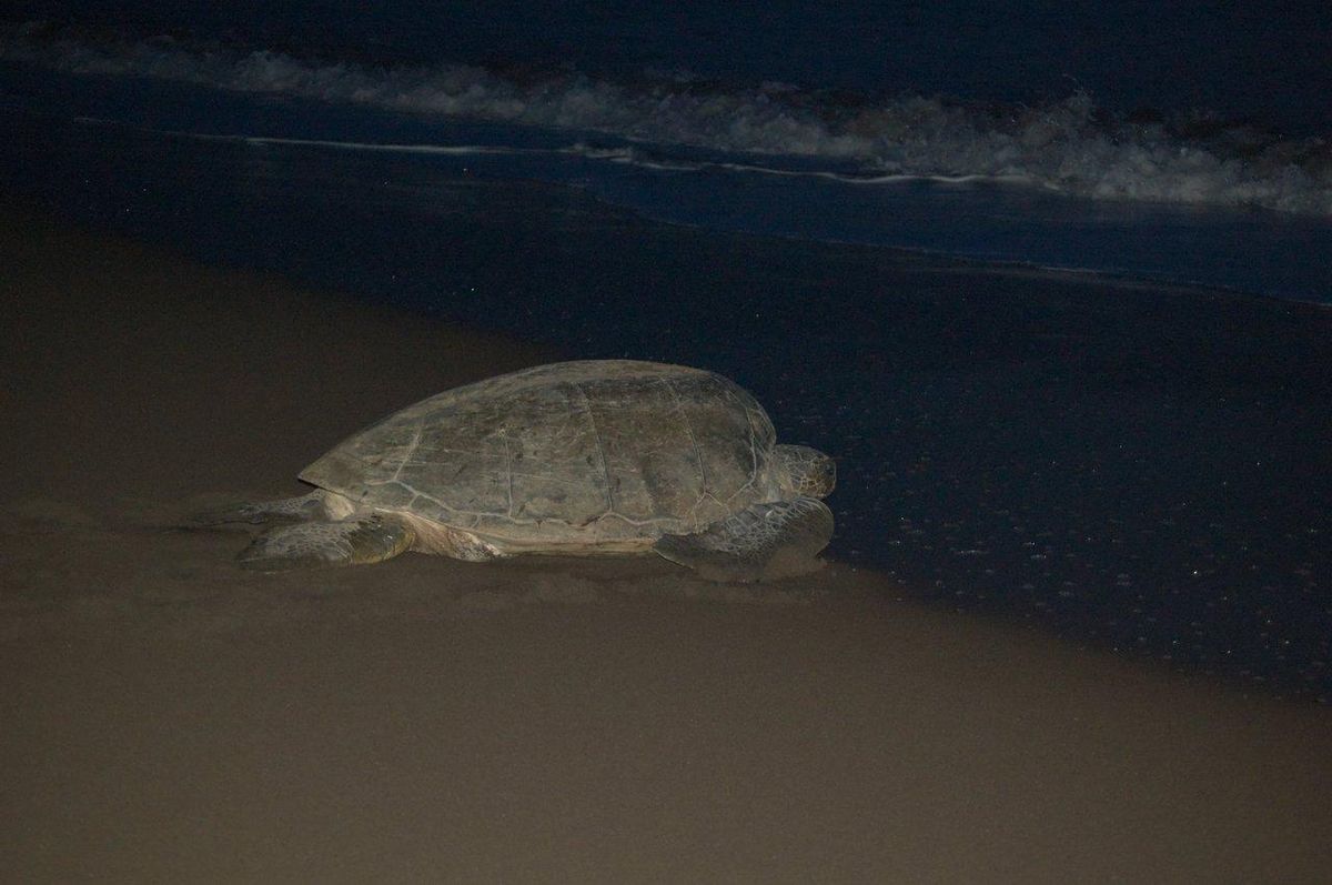 Une femelle sea turtle nesting night sur la plage, surveillée discrètement dans un environnement naturel.