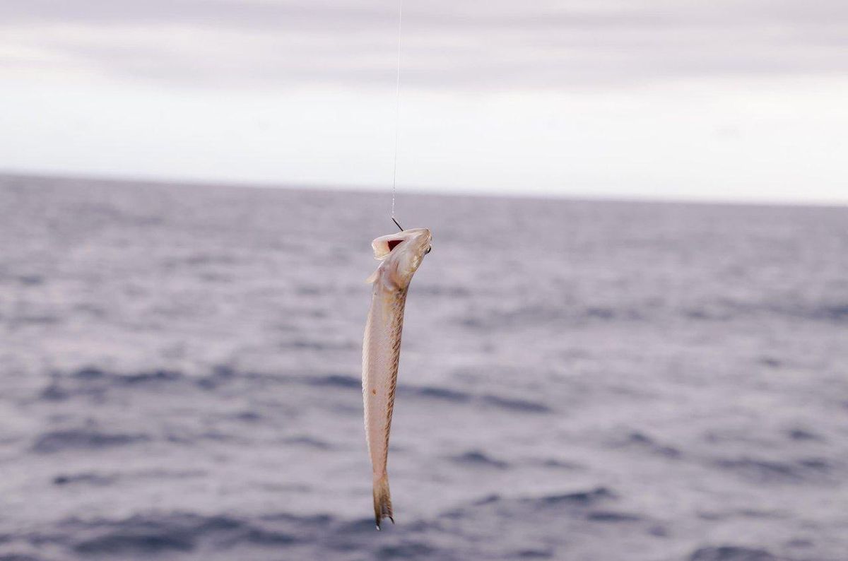 Bien choisir et conserver ses appâts vivants pour la pêche en mer