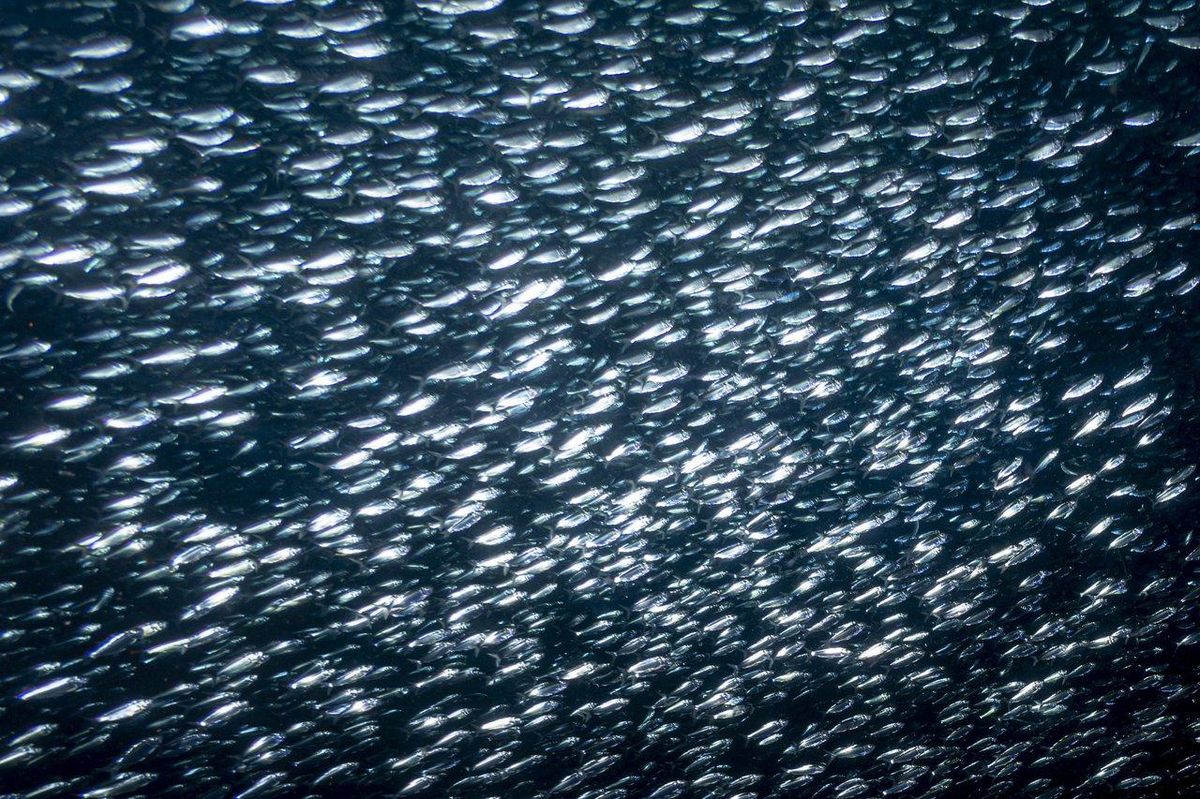 Comportement des poissons en mer selon saisons et températures