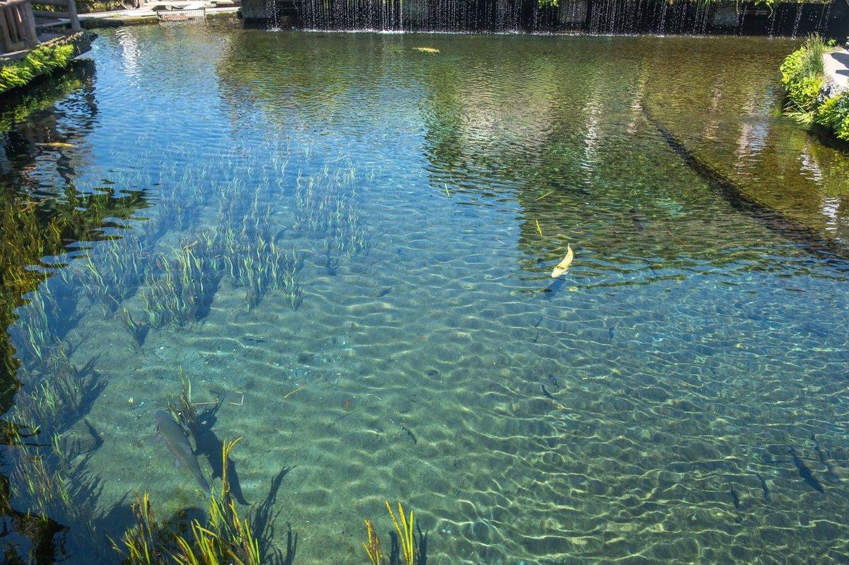 Comprendre et préserver les frayères en eau douce