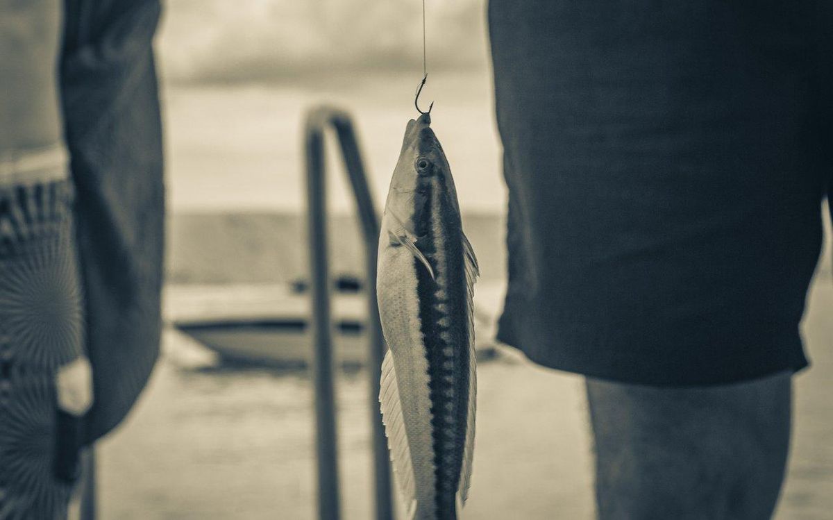 Concours et sorties collectives de pêche en mer à ne pas manquer à l’automne 2025