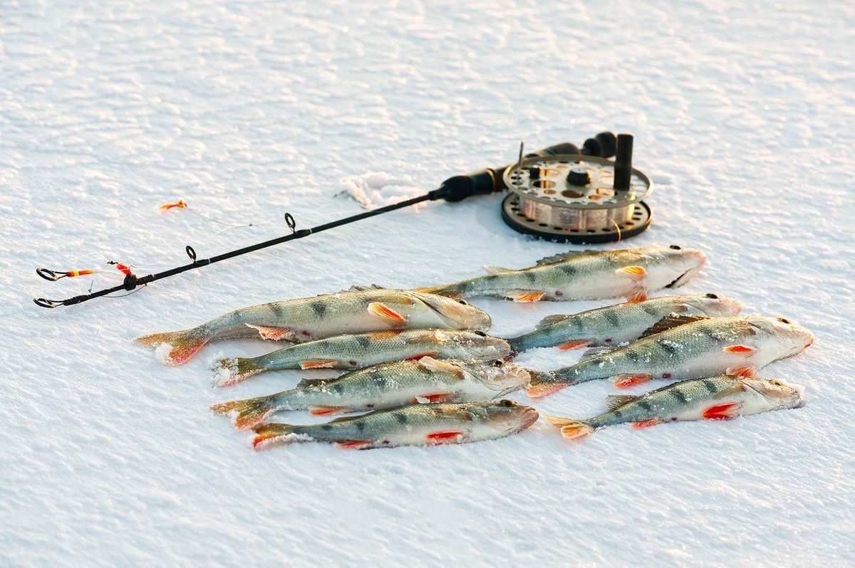 Espèces de poissons à cibler en hiver 2025-2026 en France