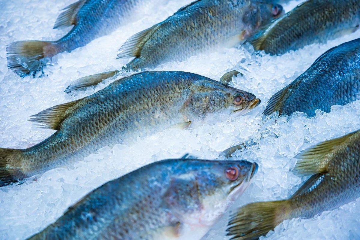Gestion des prises : maîtriser la conservation du poisson fraîchement pêché en mer