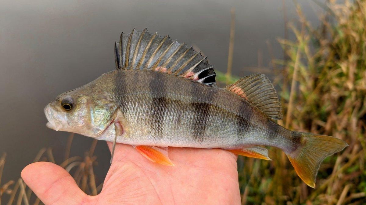 Les secrets de la pêche à la perche : matériel, astuces et méthodes