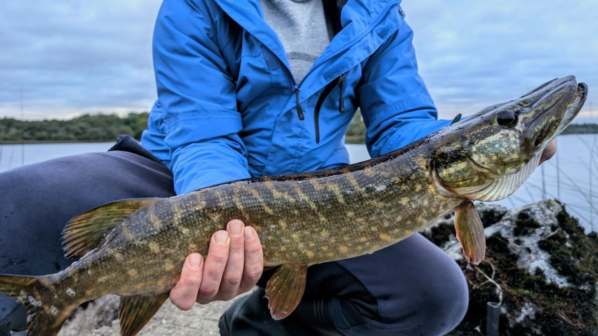 Matériel indispensable pour la pêche au brochet : sélection, sécurité et efficacité