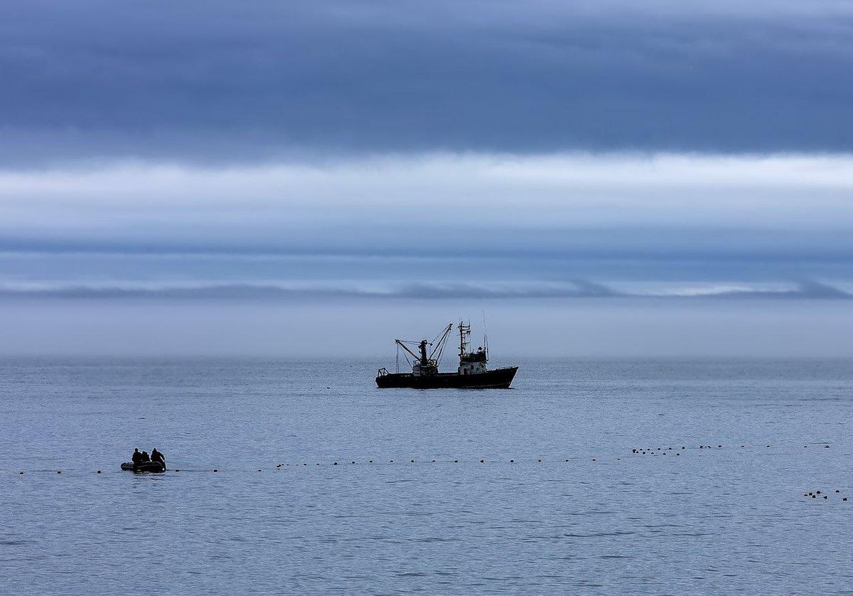 Pêcher le maquereau en mer : méthode pas à pas et matériel idéal