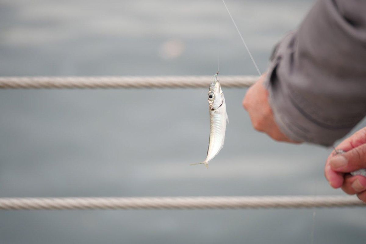 Techniques incontournables pour pêcher le maigre en Atlantique sud