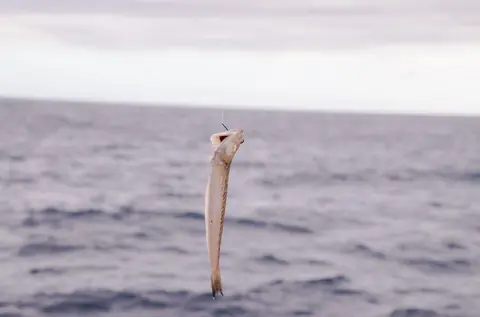 Bien choisir et conserver ses appâts vivants pour la pêche en mer