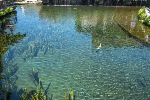 Comprendre et préserver les frayères en eau douce