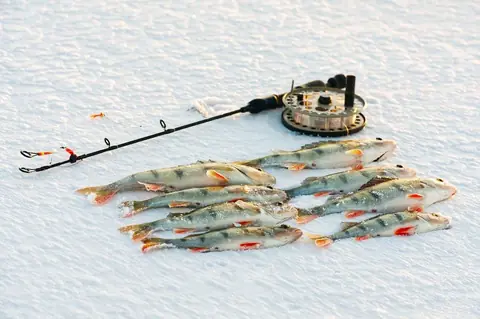 Espèces de poissons à cibler en hiver 2025-2026 en France