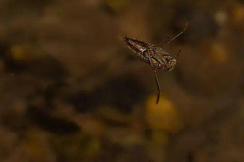 Insectes aquatiques utiles pour la pêche en eau douce : identification et imitation