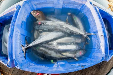 Organisation optimale d'une session de pêche à la bonite au printemps sur la Côte Atlantique