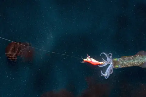 Pêche aux calamars depuis le bord et en bateau : matériel et astuces experts