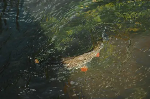 Réussir la pêche du rotengle au printemps : emplacement, amorce et météo de mars à mai