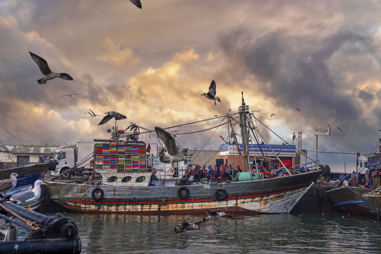 Pêche au broumé du thon rouge : matériel lourd, sardines et équipe