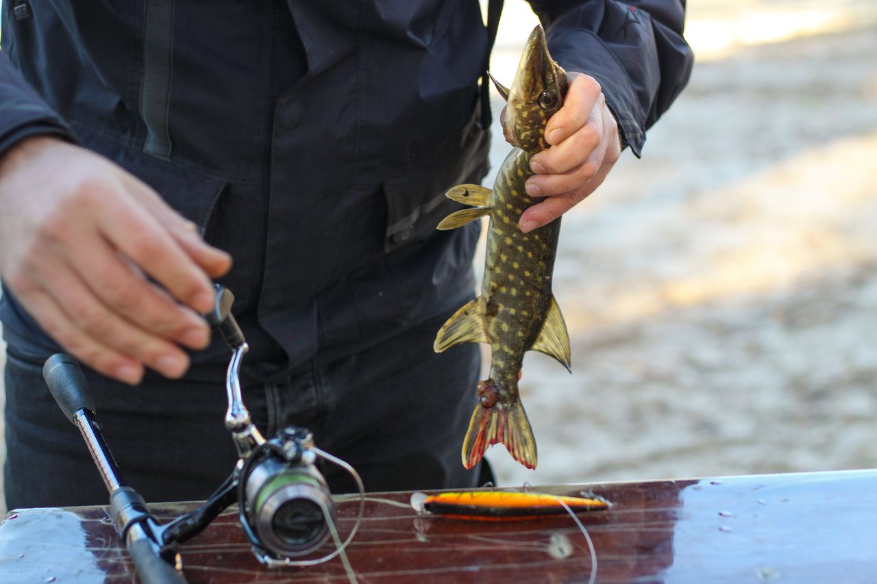 Top 7 leurres brochet 2026 : nouveautés et classiques pour la fin d’été