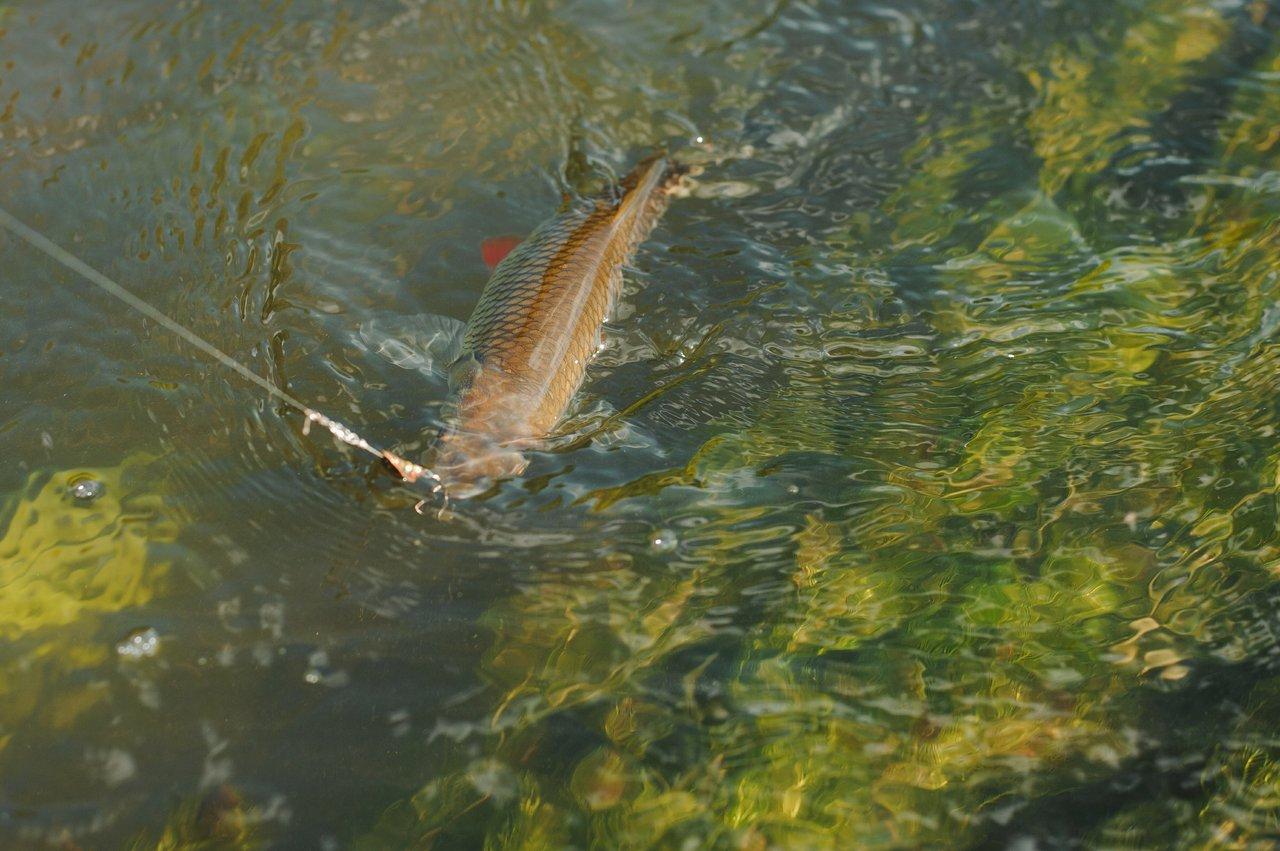 Les leurres Rapala Rippin’ Blade et Savage Gear Perch posés sur un fond marin estival clair, parfaits pour la pêche estivale aux leurres de surface.