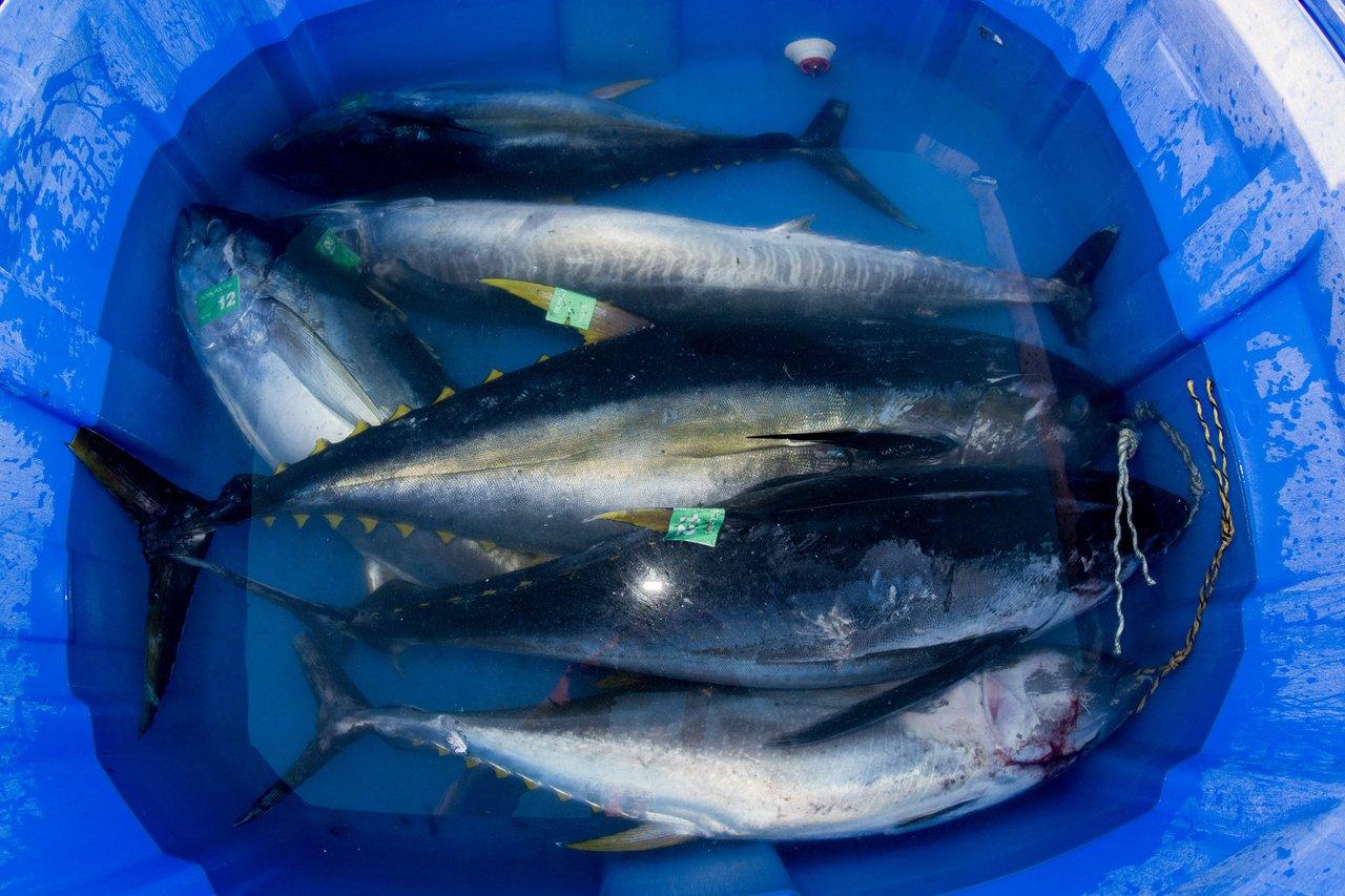 Manipulation délicate d'une bonite lors d'une session de tuna fishing catch release sur la Côte Atlantique au printemps.