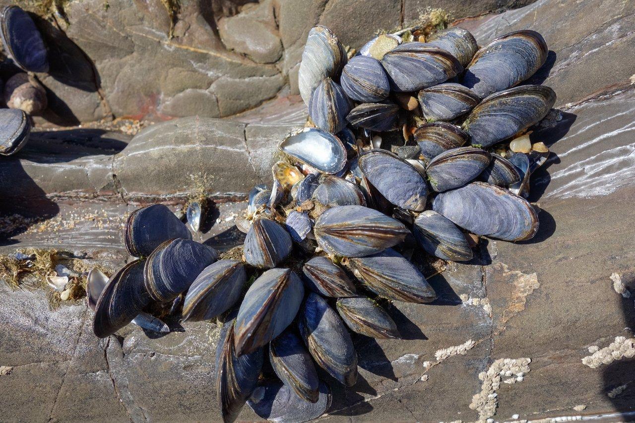 Regroupement de moules lors d'une activité de guided coastal shellfish gathering en baie du Mont-Saint-Michel.