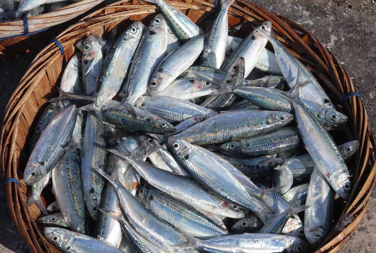 Équipage de pêche au broumé avec cannes big game, seaux de sardines et bateau au mouillage.